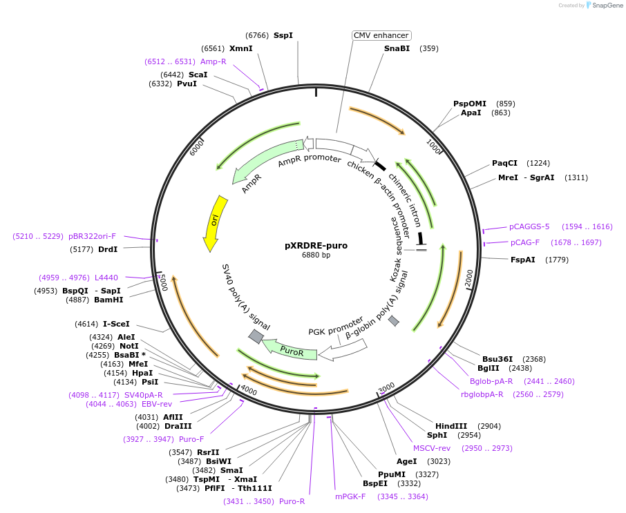 31270-plasmid-map-sequence-id-14333