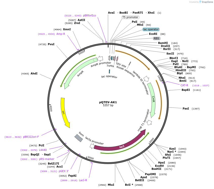 31290-plasmid-map-sequence-id-14338