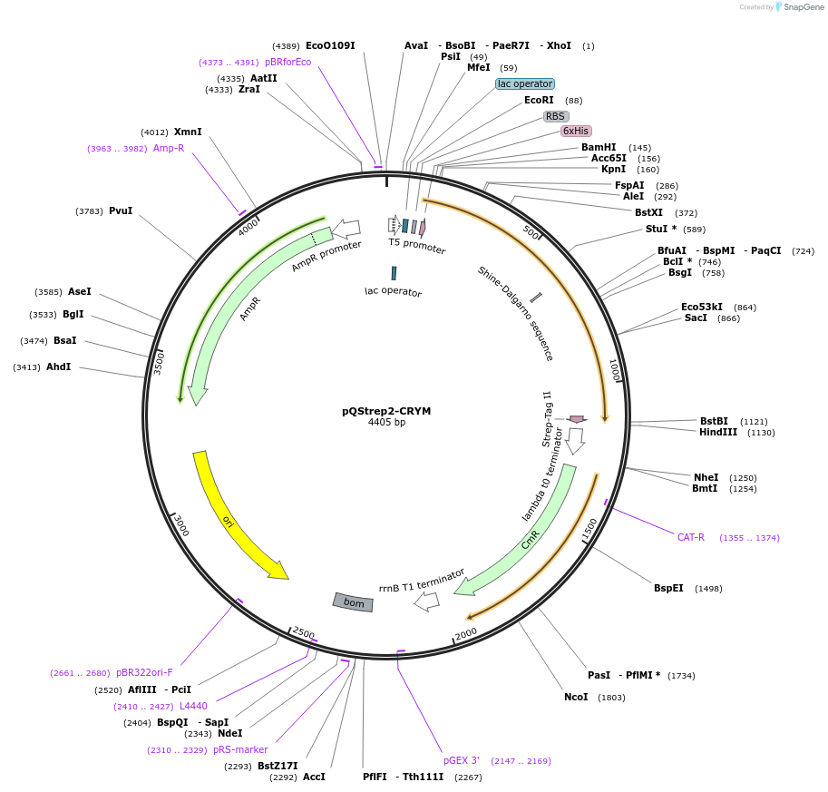 31293-plasmid-map-sequence-id-14341