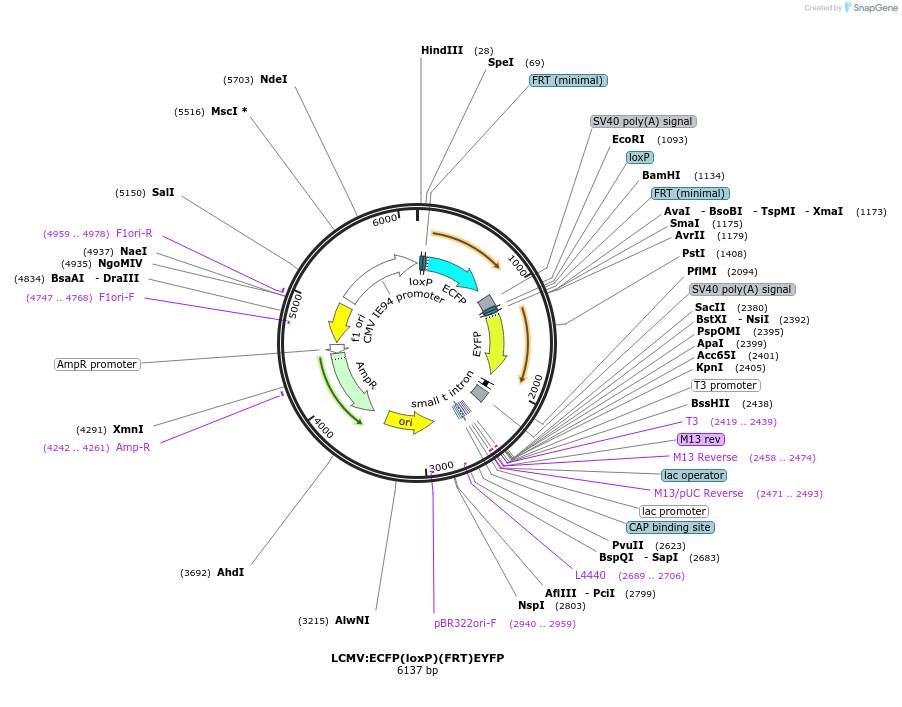 31304-plasmid-map-sequence-id-14347