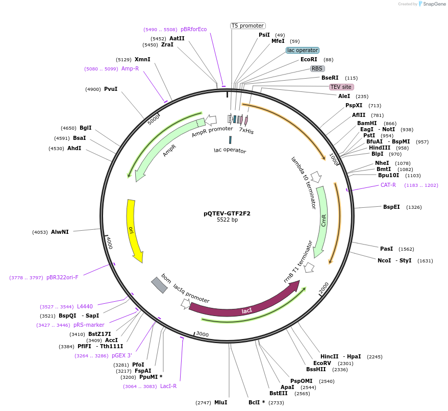 31323-plasmid-map-sequence-id-14354