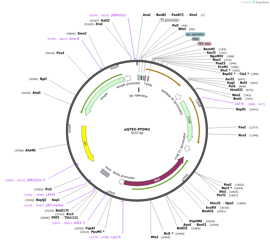 31329-plasmid-map-sequence-id-14360