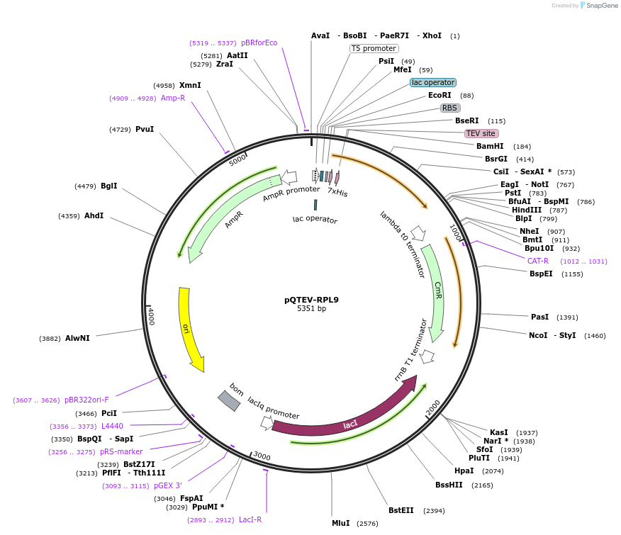 31334-plasmid-map-sequence-id-14365