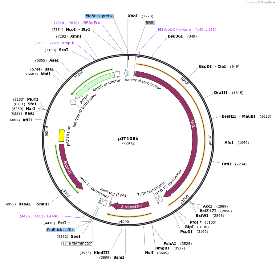 31392-plasmid-map-sequence-id-14383