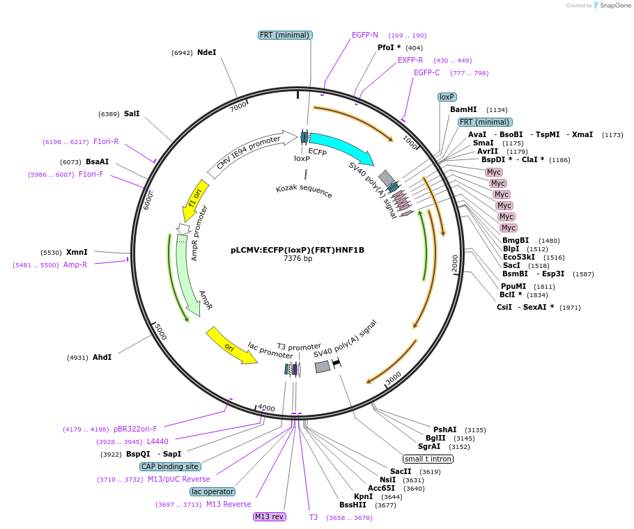 31439-plasmid-map-sequence-id-14393