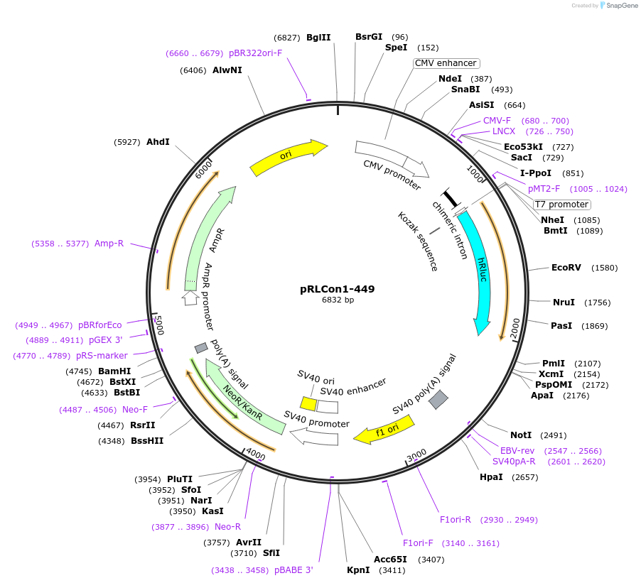 31452-plasmid-map-sequence-id-14403