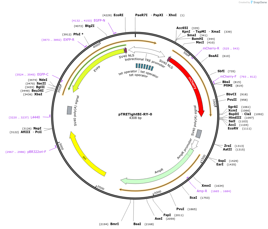 31463-plasmid-map-sequence-id-14407