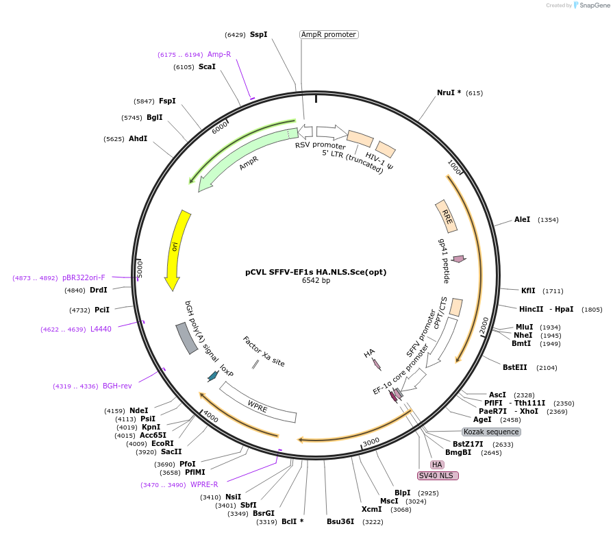 31479-plasmid-map-sequence-id-14414