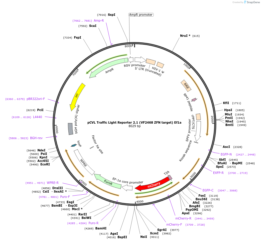 31483-plasmid-map-sequence-id-14418