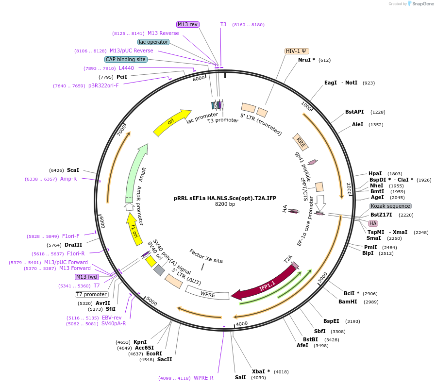 31484-plasmid-map-sequence-id-14419