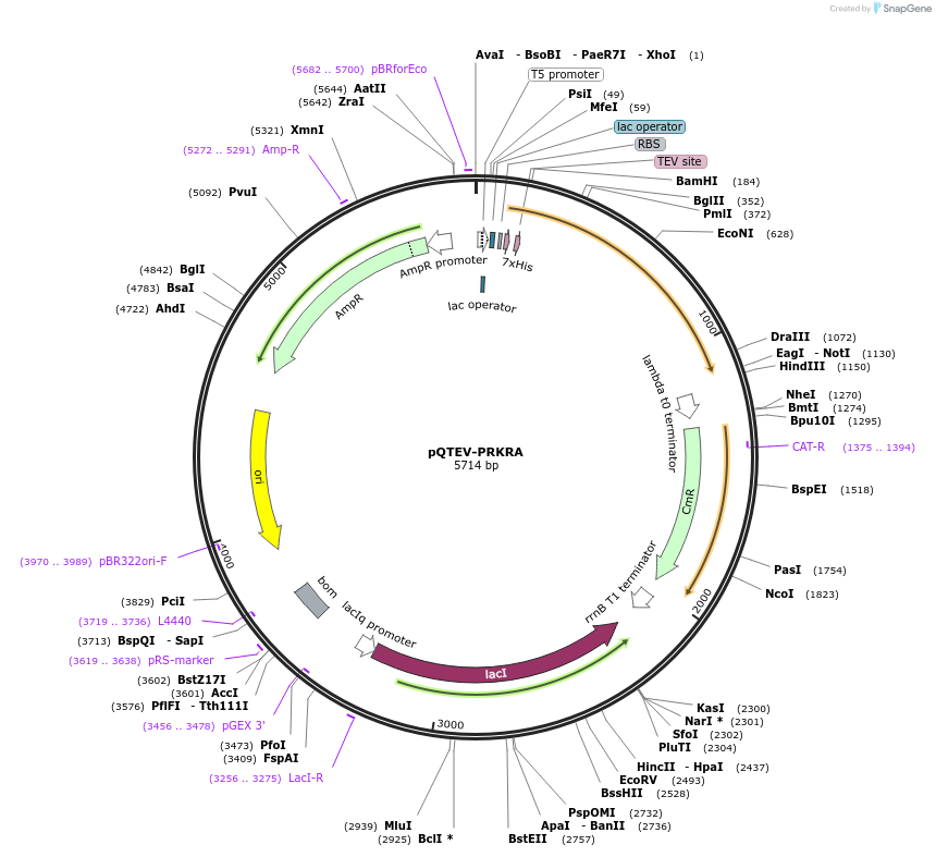 31571-plasmid-map-sequence-id-14467