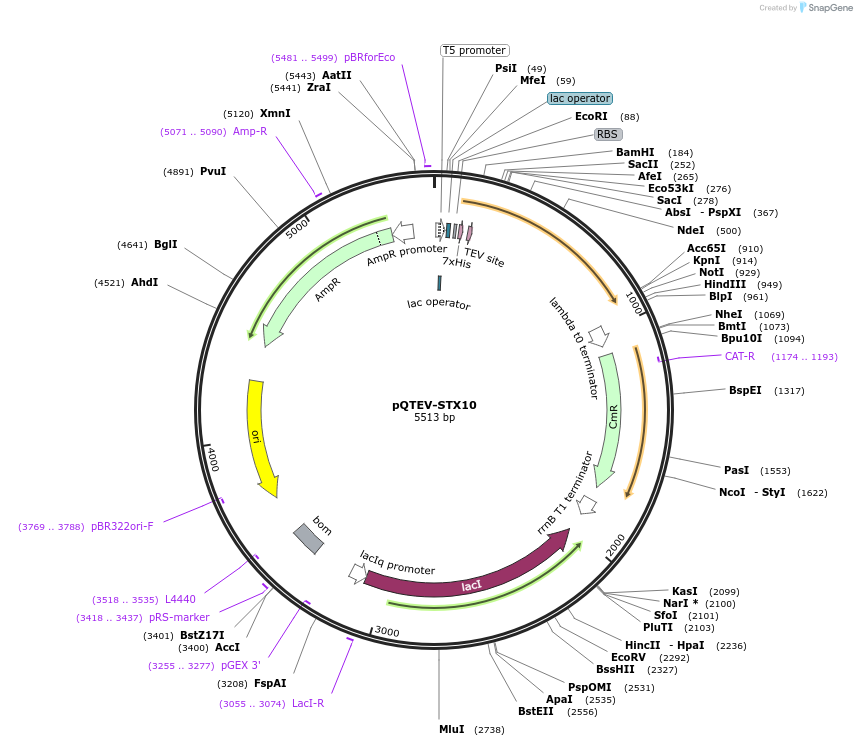 31572-plasmid-map-sequence-id-14468