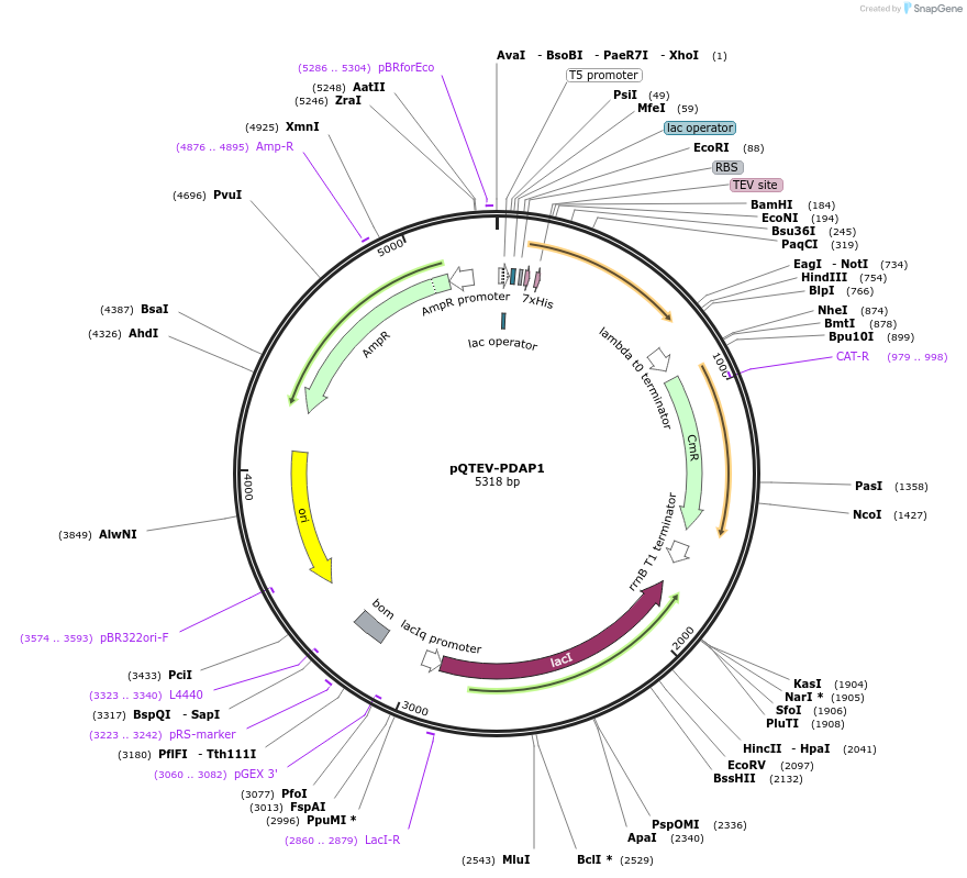 31586-plasmid-map-sequence-id-14482