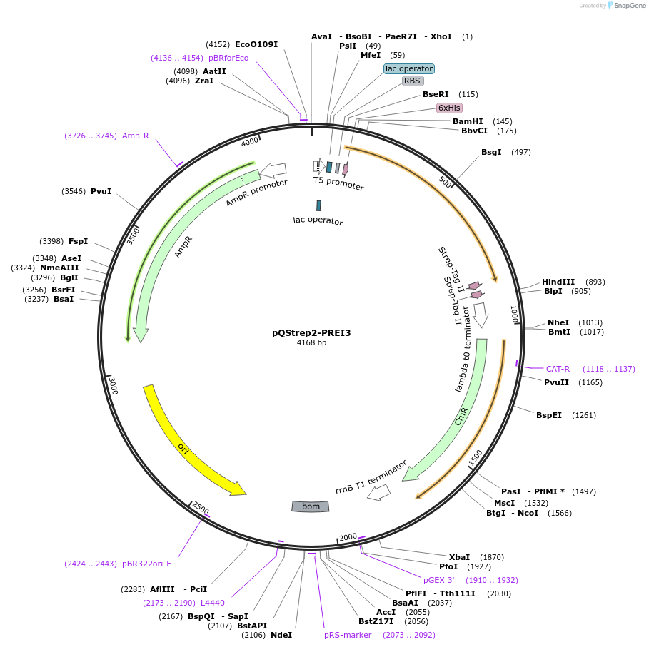 31592-plasmid-map-sequence-id-14487