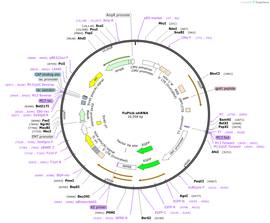 31614-plasmid-map-sequence-id-14496