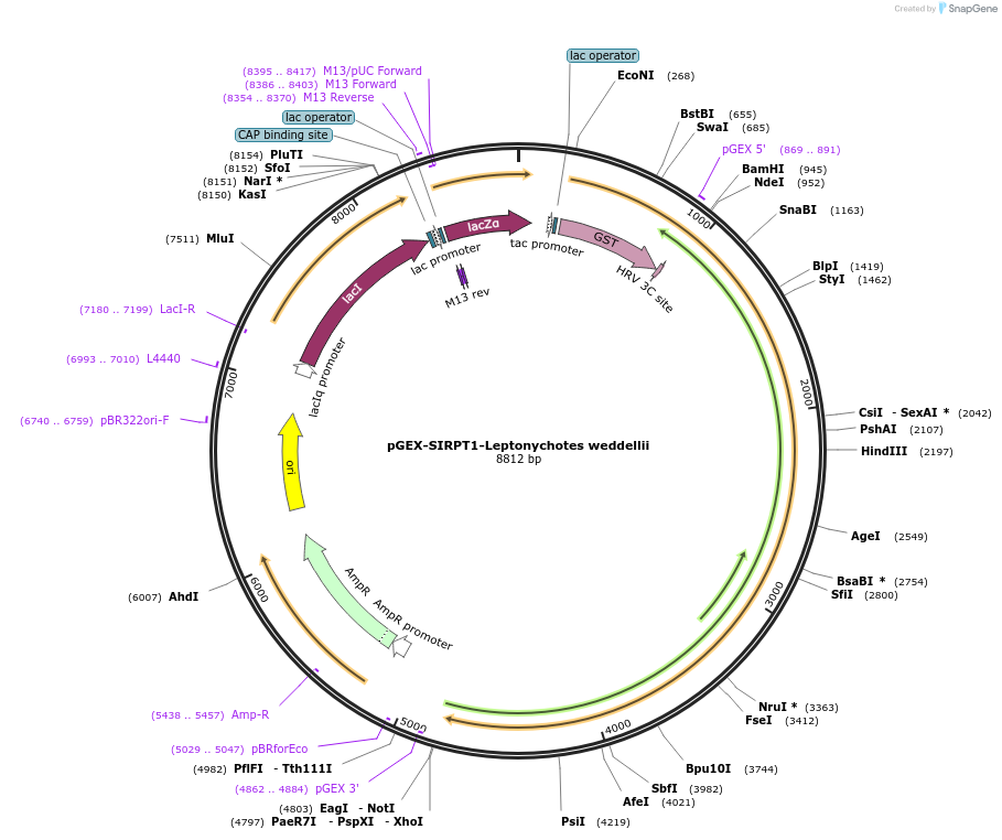 75334-plasmid-map-sequence-id-145558