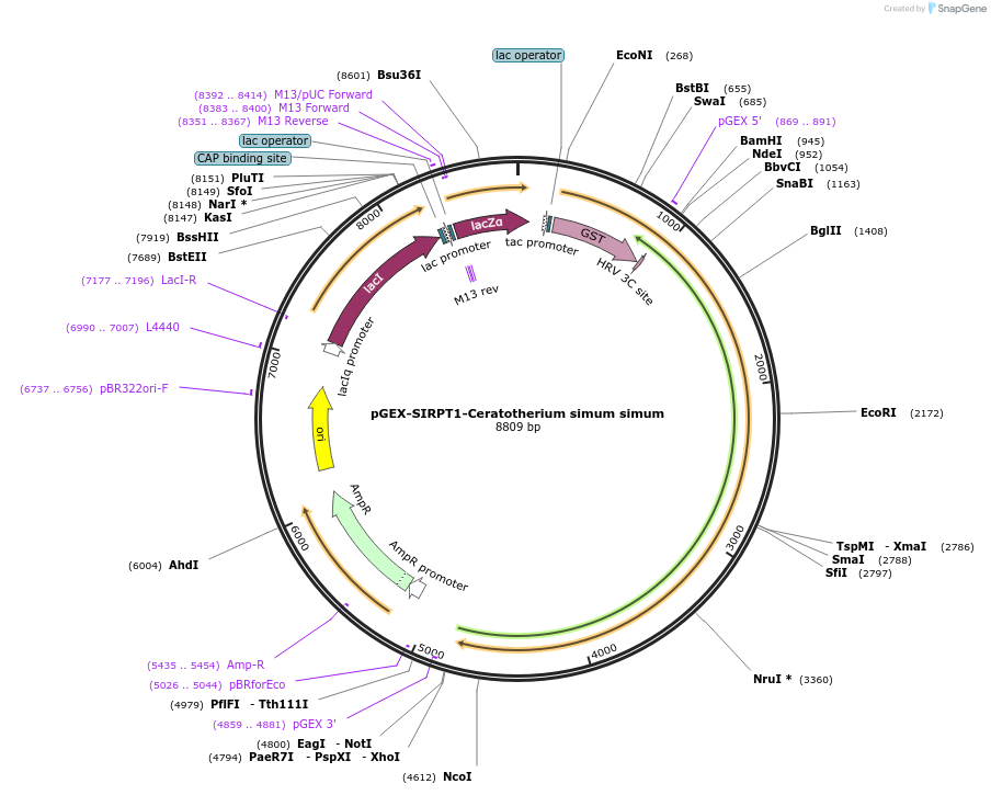75331-plasmid-map-sequence-id-145569