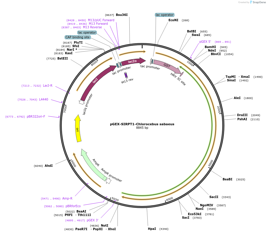 75329-plasmid-map-sequence-id-145572