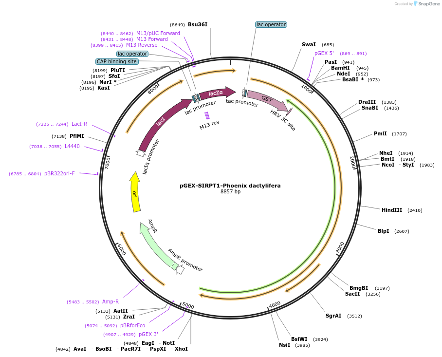 75328-plasmid-map-sequence-id-145573