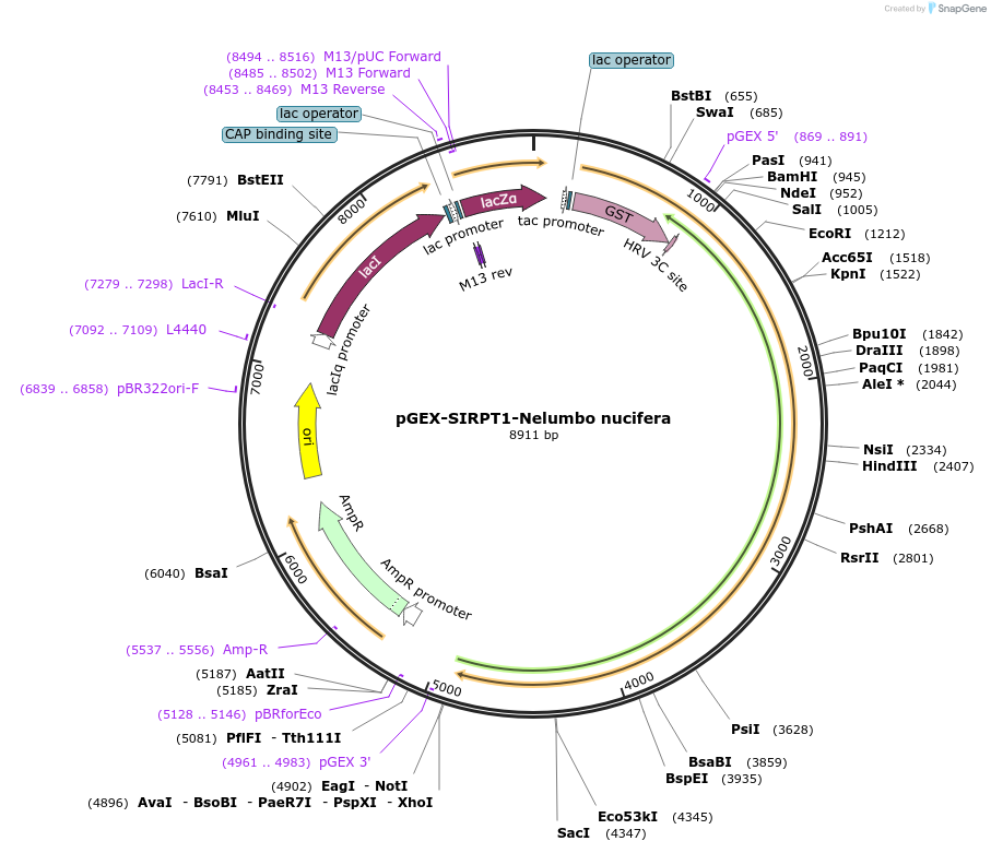 75326-plasmid-map-sequence-id-145578