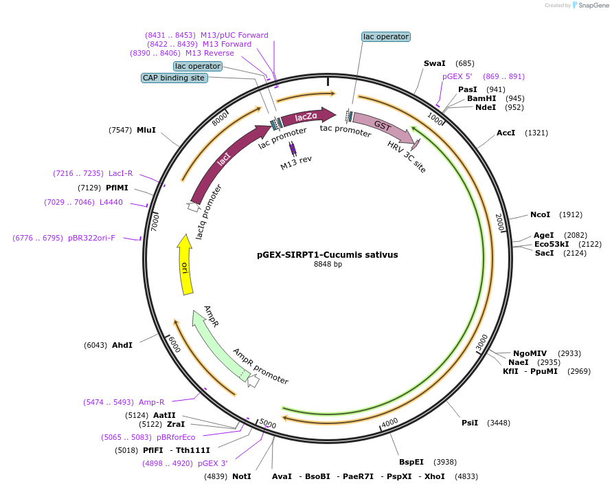 75325-plasmid-map-sequence-id-145579