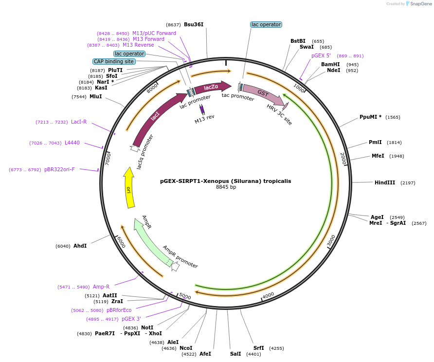 75323-plasmid-map-sequence-id-145582