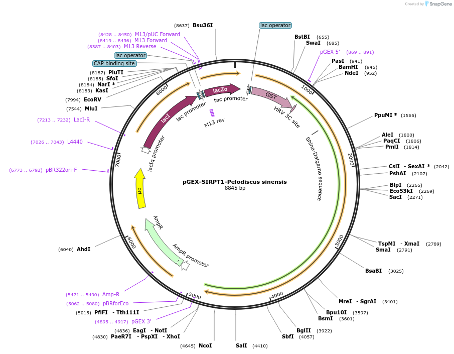 75322-plasmid-map-sequence-id-145584