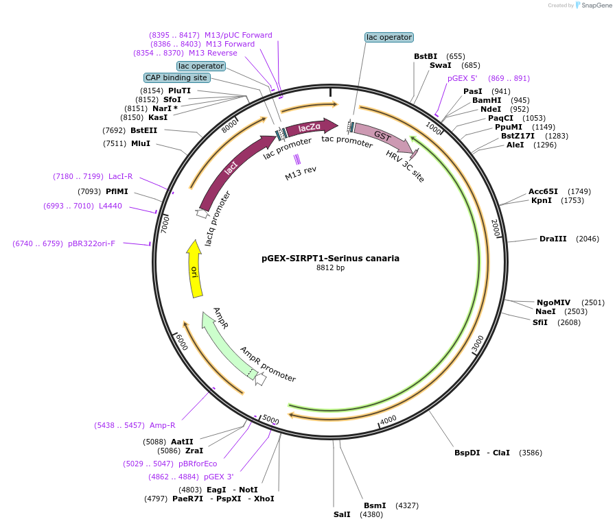 75321-plasmid-map-sequence-id-145585