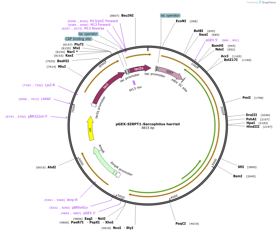 75320-plasmid-map-sequence-id-145586