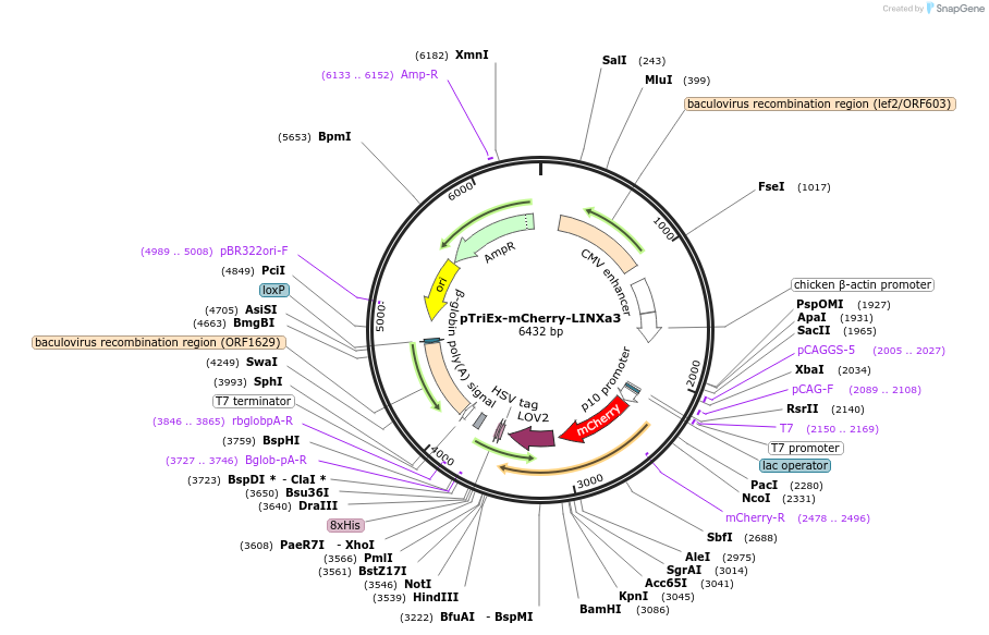 73614-plasmid-map-sequence-id-145590