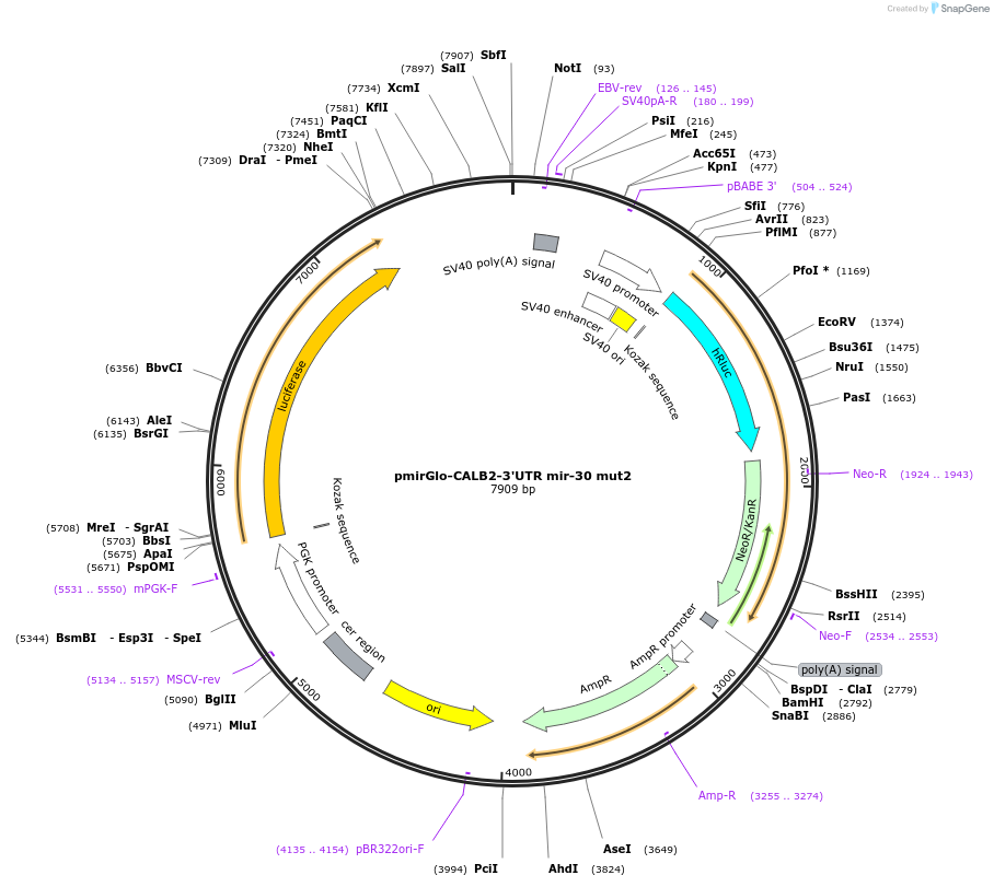 74429-plasmid-map-sequence-id-145620