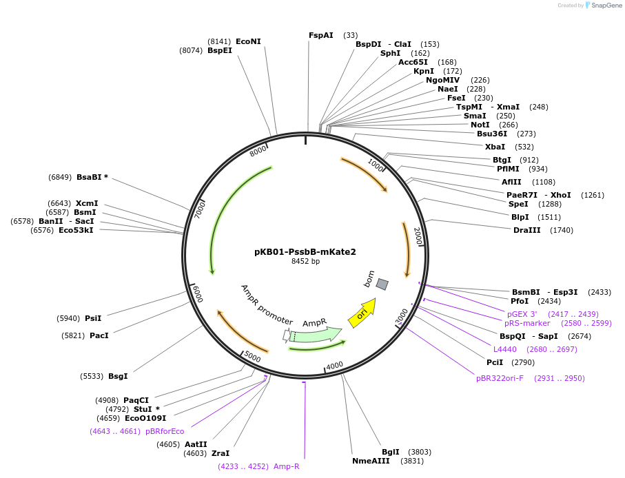 69105-plasmid-map-sequence-id-145622