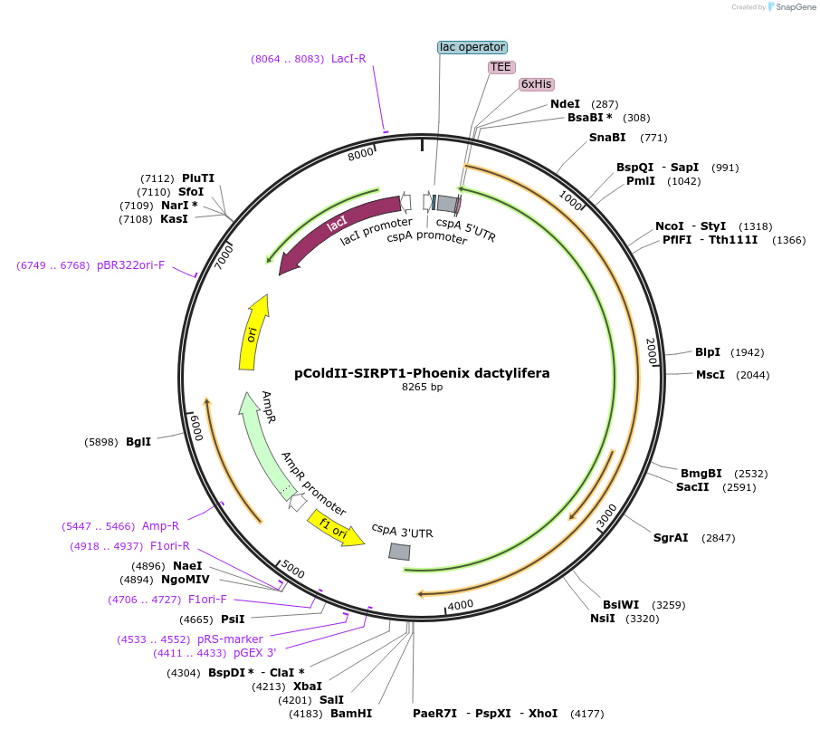 78117-plasmid-map-sequence-id-145624