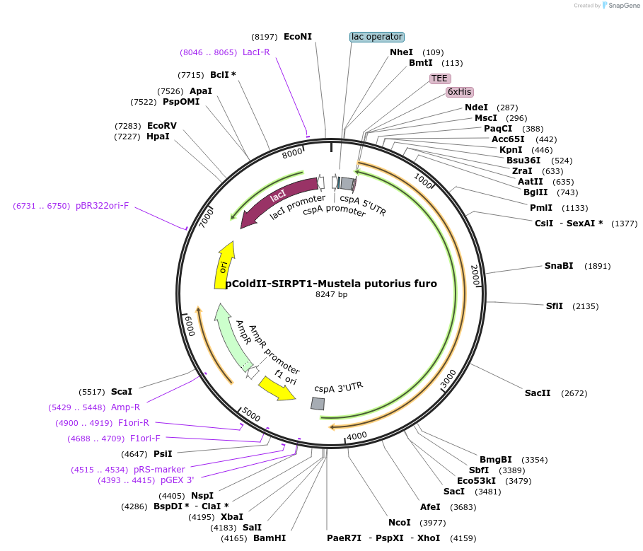 78116-plasmid-map-sequence-id-145629