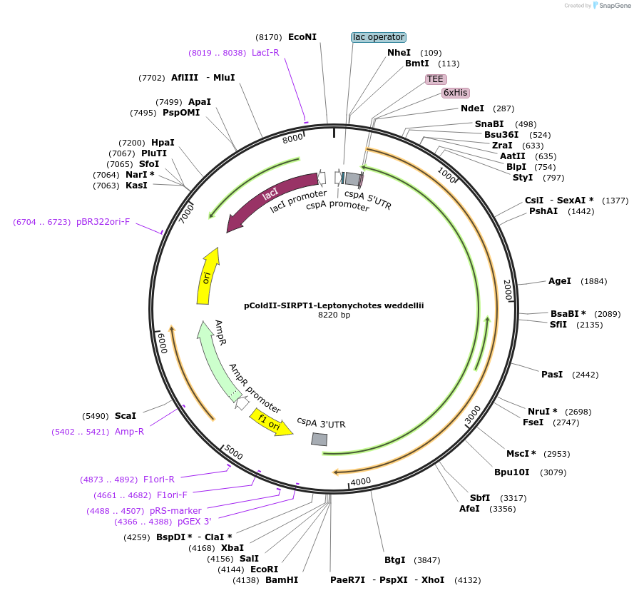 78115-plasmid-map-sequence-id-145636