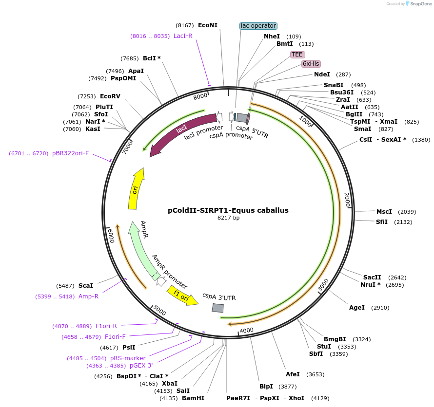 78114-plasmid-map-sequence-id-145641