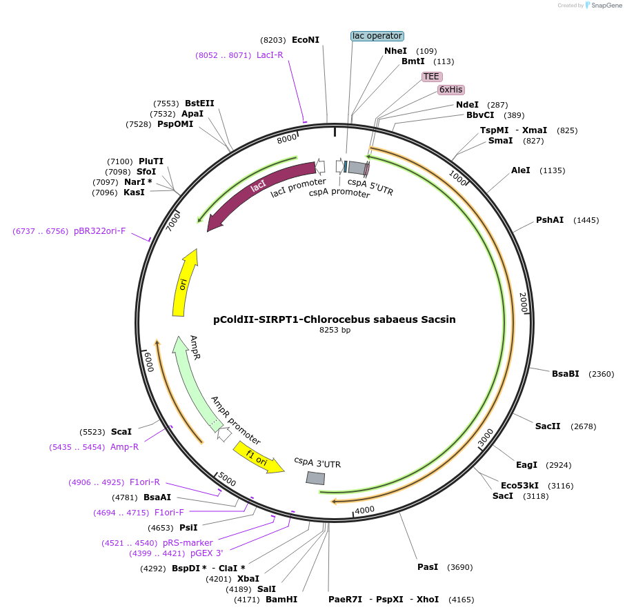 78112-plasmid-map-sequence-id-145660