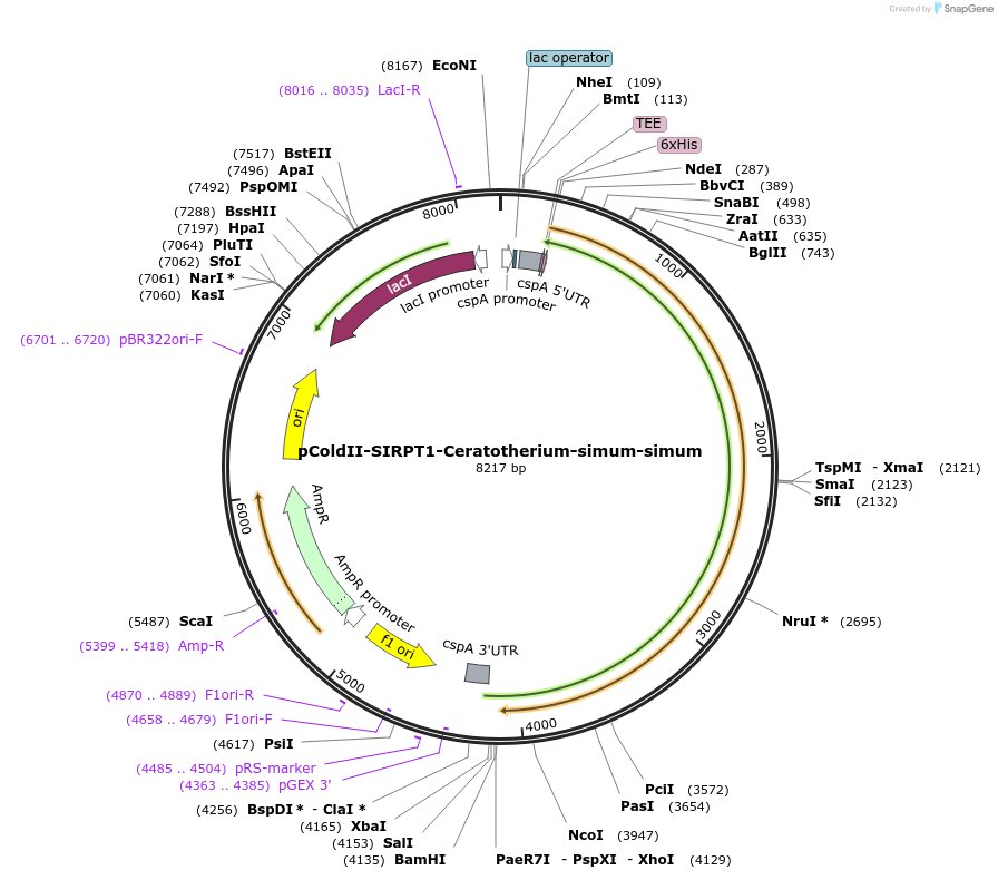 78111-plasmid-map-sequence-id-145661