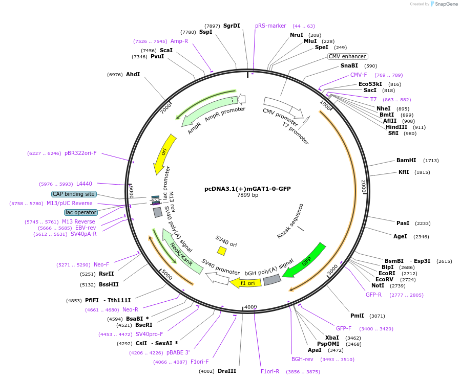 41662-plasmid-map-sequence-id-145708