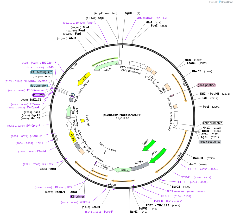 75224-plasmid-map-sequence-id-145894