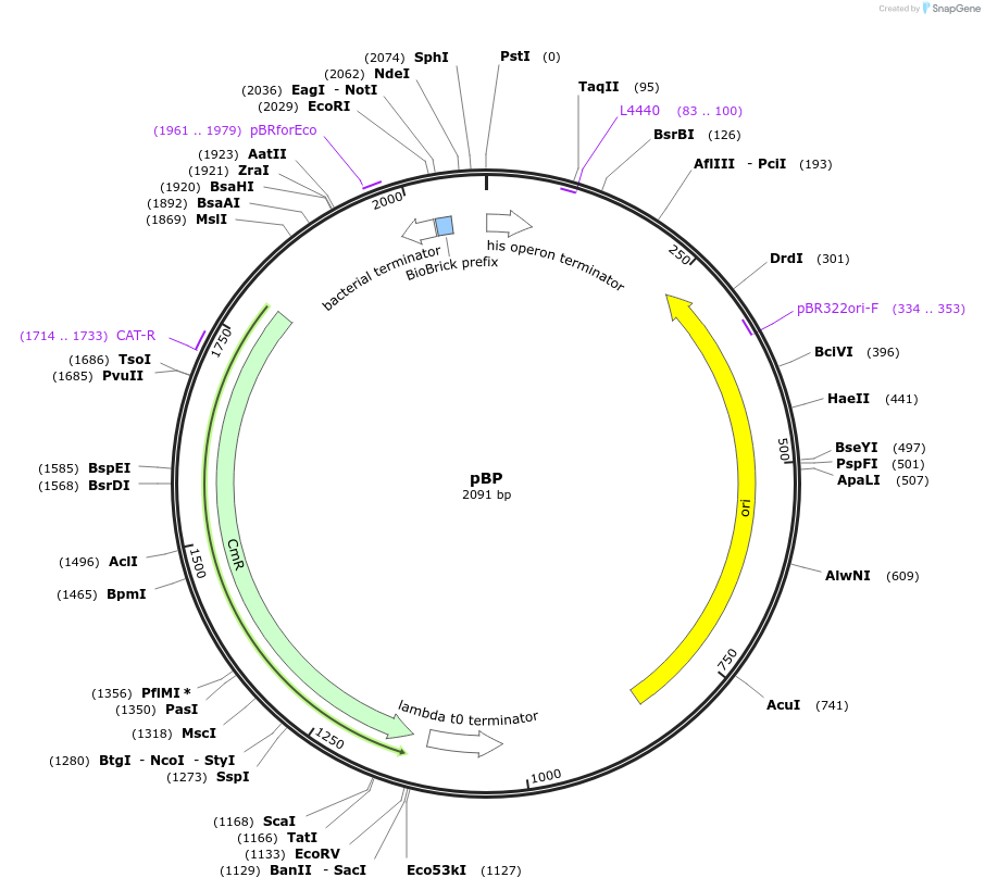 72947-plasmid-map-sequence-id-145951