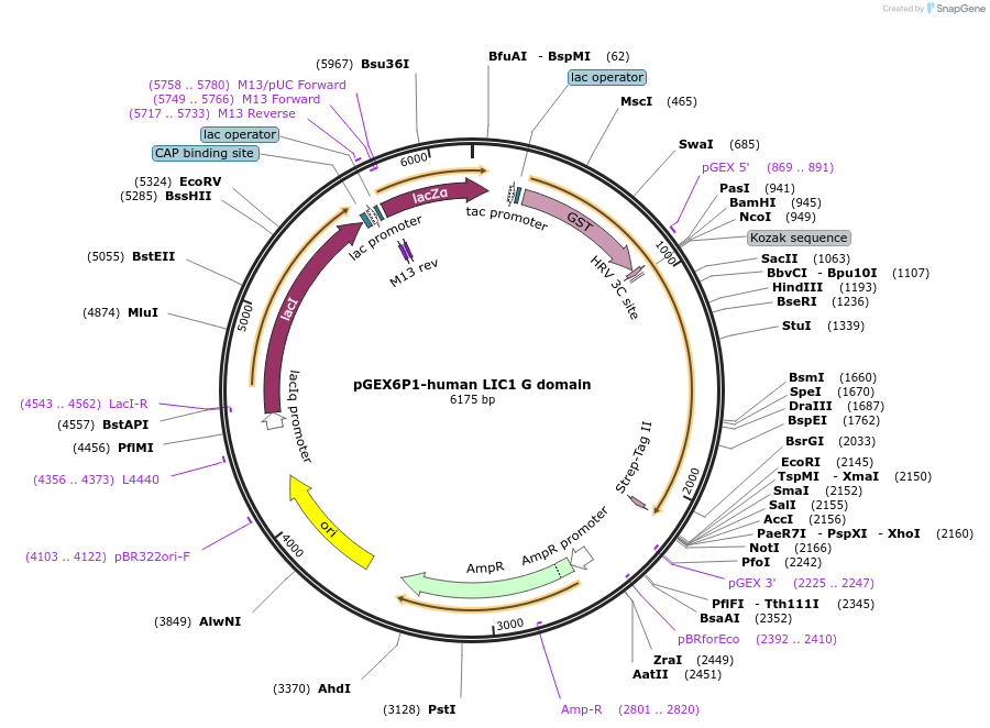 74598-plasmid-map-sequence-id-145957
