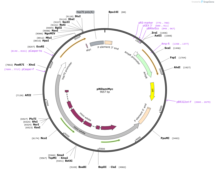 59217-plasmid-map-sequence-id-145965
