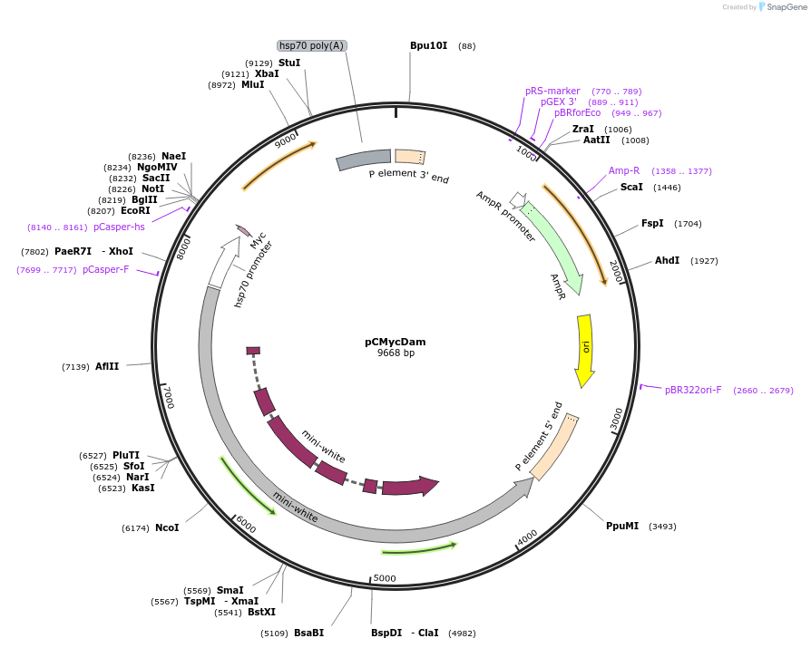 59218-plasmid-map-sequence-id-145968