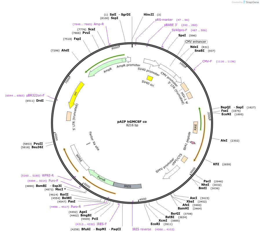 74168-plasmid-map-sequence-id-145997