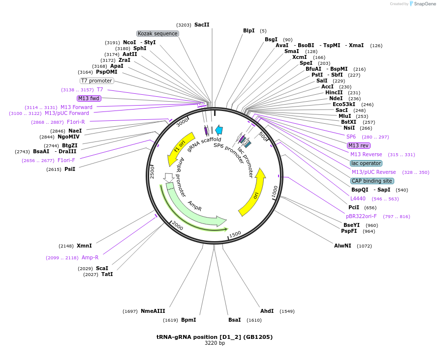 75406-plasmid-map-sequence-id-146004
