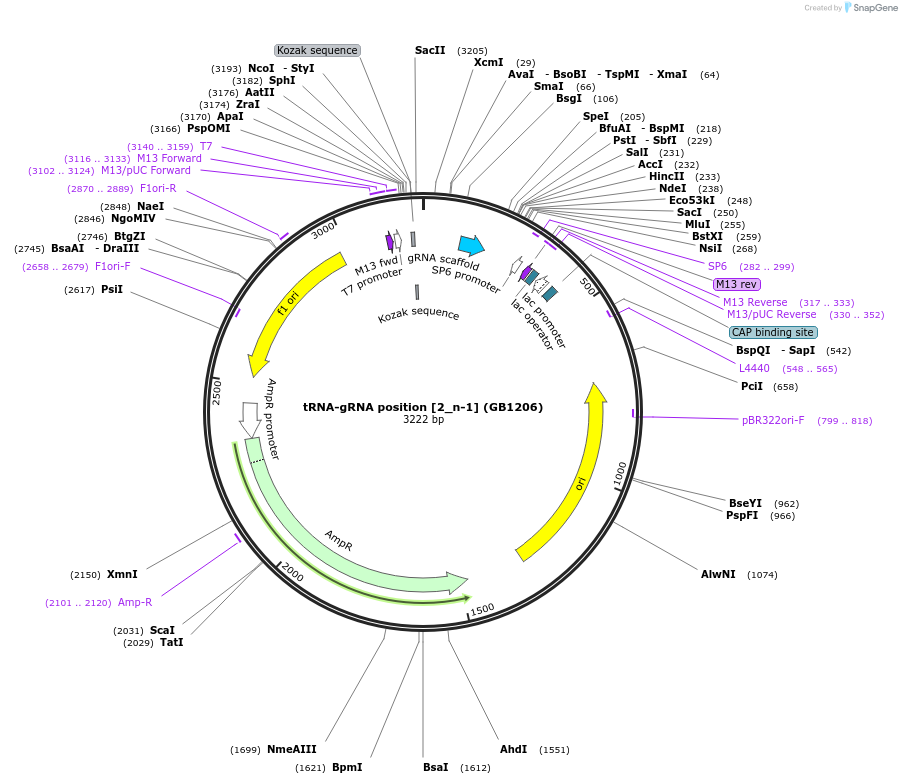 75407-plasmid-map-sequence-id-146005