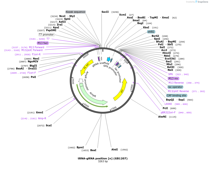 75408-plasmid-map-sequence-id-146009