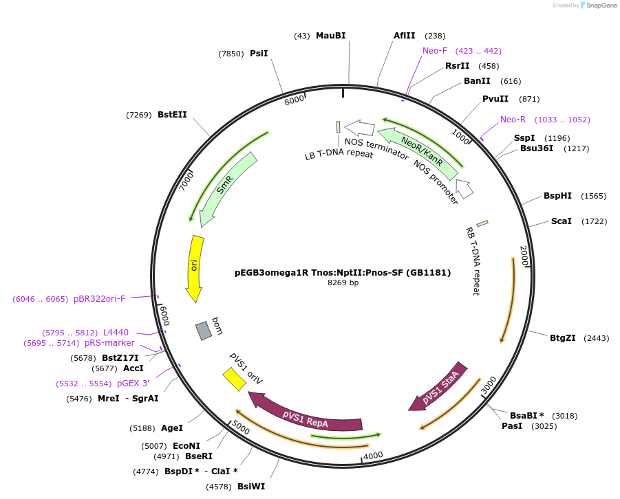 75471-plasmid-map-sequence-id-146016