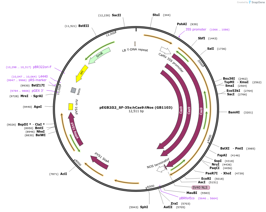 75400-plasmid-map-sequence-id-146044